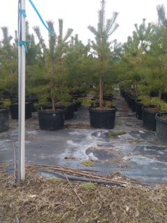 (2) # 10 Gal. (16 inch x 14 inch) Scots Pine Potted Trees.  *File Photo*