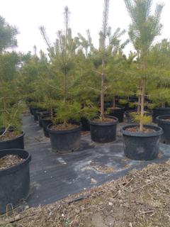 (2) # 10 Gal. (16 inch x 14 inch) Scots Pine Potted Trees.  *File Photo*