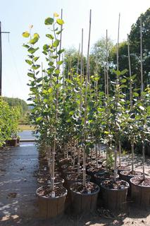 (2) # 2 Gal. (8.5 inch x 8.5 inch) Trembling Aspen Potted Trees.  *File Photo*