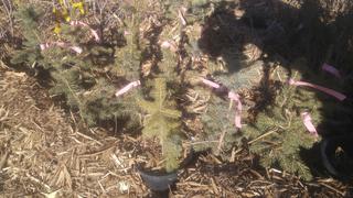 (2) # 2 Gal. (8.5 inch x 8.5 inch) Colorado Spruce  Potted Trees.  *File Photo*