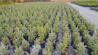 (2) # 2 Gal. (8.5 inch x 8.5 inch) Colorado Spruce  Potted Trees.  *File Photo*