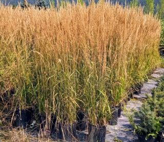 (4) # 2 Gal. (8.5 inch x 8.5 inch) Potted Karl Foerster Feather Reed Grass.  *File Photo*