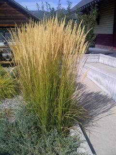 (4) # 2 Gal. (8.5 inch x 8.5 inch) Potted Karl Foerster Feather Reed Grass.  *File Photo*