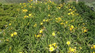 (4) # 1 Gal. (6 inch x 6 inch) Potted Stella Doro Yellow-Orange Flower Daylily.  *File Photo*