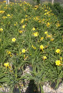 (4) # 1 Gal. (6 inch x 6 inch) Potted Stella Doro Yellow-Orange Flower Daylily.  *File Photo*