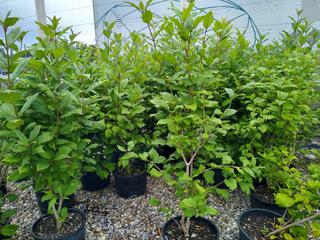 (4) # 2 Gal.(8.5 inch x 8.5 inch) Potted Siberian Red Twig Dogwood .  *File Photo*