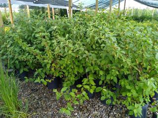 (4) # 2 Gal.(8.5 inch x 8.5 inch) Potted Siberian Red Twig Dogwood .  *File Photo*