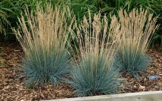 (4) # 2 Gal. (8.5 inch x 8.5 inch) Potted Blue Fescue Grass.  *File Photo*