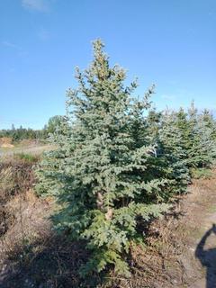 (1) 2.75m Colorado Spruce Basketed Tree. 