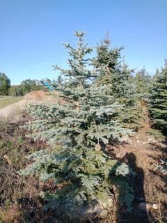 (1) 2.50m Colorado Spruce Basketed Tree. 