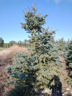 (1) 3.25m Colorado Spruce Basketed Tree. 