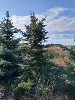 (1) 2.75m Colorado Spruce Basketed Tree. 