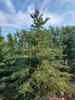 (1) 3.00m Colorado Spruce Basketed Tree. 