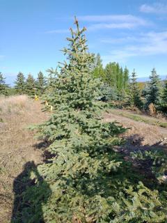 (1) 2.50m Colorado Spruce Basketed Tree. 
