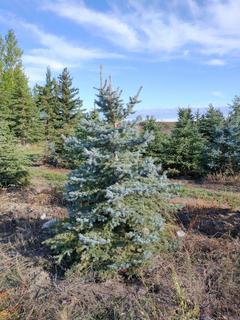 (1) 2.25m Colorado Spruce Basketed Tree. 