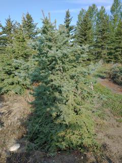 (1) 2.25m Colorado Spruce Basketed Tree. 