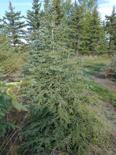 (1) 2.25m Colorado Spruce Basketed Tree. 