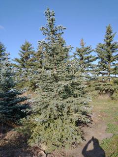 (1) 3.25m Colorado Spruce Basketed Tree. 