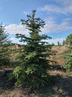 (1) 2.75m Colorado Spruce Basketed Tree.