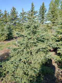 (1) 2.50m Colorado Spruce Basketed Tree. 