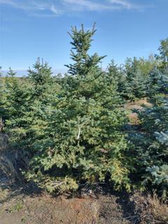 (1) 2.50m Colorado Spruce Basketed Tree. 