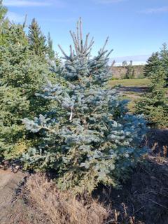 (1) 2.25m Colorado Spruce Basketed Tree. 
