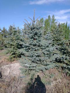 (1) 2.50m Colorado Spruce Basketed Tree.