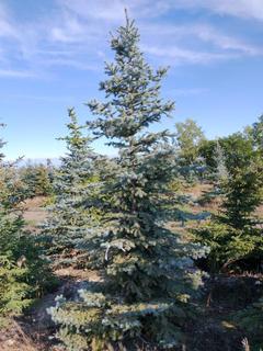 (1) 3.25m Colorado Spruce Basketed Tree. 