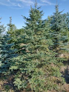(1) 2.75m Colorado Spruce Basketed Tree. 