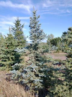 (1) 3.00m Colorado Spruce Basketed Tree. 