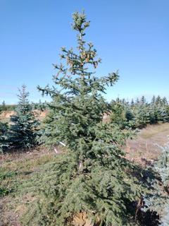 (1) 2.75m Colorado Spruce Basketed Tree. 