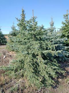 (1) 2.25m Colorado Spruce Basketed Tree.