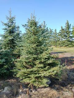 (1) 2.75m Colorado Spruce Basketed Tree. 