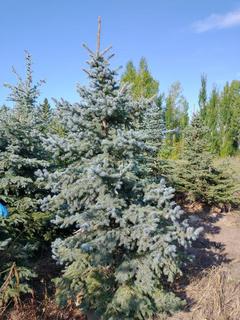 (1) 2.75m Colorado Spruce Basketed Tree. 