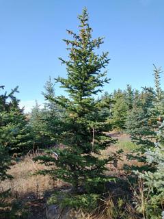 (1) 3.25m Colorado Spruce Basketed Tree. 