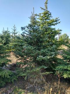 (1) 2.50m Colorado Spruce Basketed Tree. 