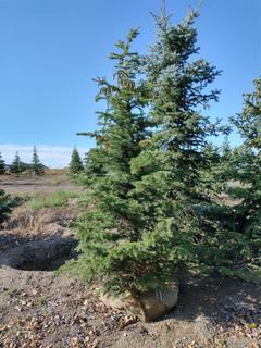 (1) 2.75m Colorado Spruce Basketed Tree. 