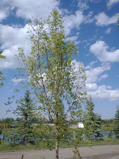(1) 80mm Prairie Spire Green Ash Basketed Tree. 