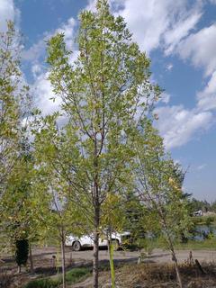 (1) 80mm Prairie Spire Green Ash Basketed Tree. 