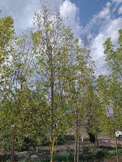 (1) 80mm Prairie Spire Green Ash Basketed Tree. 