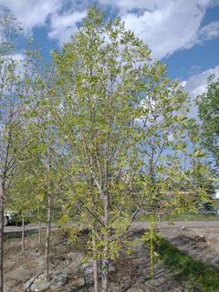(1) 80mm Prairie Spire Green Ash Basketed Tree. 