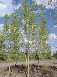 (1) 80mm Prairie Spire Green Ash Basketed Tree. 
