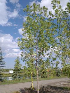 (1) 80mm Prairie Spire Green Ash Basketed Tree. 