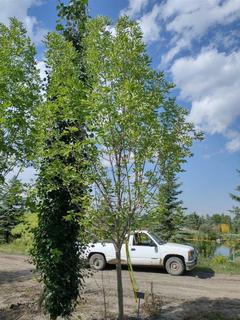 (1) 80mm Prairie Spire Green Ash Basketed Tree. 