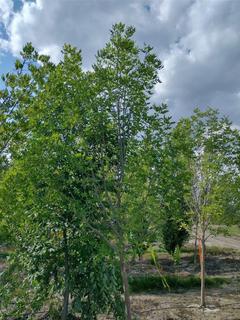 (1) 80mm Prairie Spire Green Ash Basketed Tree. 