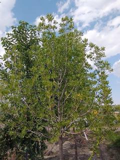 (1) 80mm Prairie Spire Green Ash Basketed Tree. 