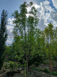 (1) 80mm Prairie Spire Green Ash Basketed Tree. 