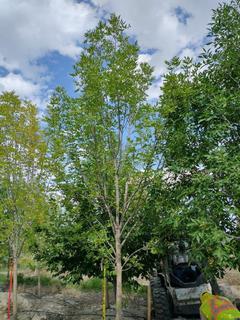 (1) 80mm Prairie Spire Green Ash Basketed Tree. 