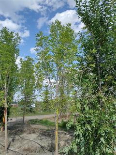 (1) 70mm Prairie Spire Green Ash Basketed Tree. 