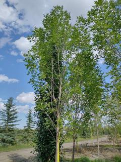 (1) 80mm Prairie Spire Green Ash Basketed Tree. 